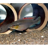 Crenicichla Proteus 6cm Crenicichla Proteus 6cm
